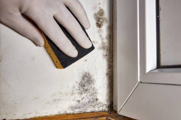 San Ramon, CA Mold Removal Company